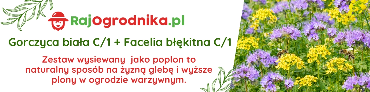Poplon banery wewnętrzne gorczyca i facelia nasiona kwalifikowane na poplon sklep rajogrodnika
